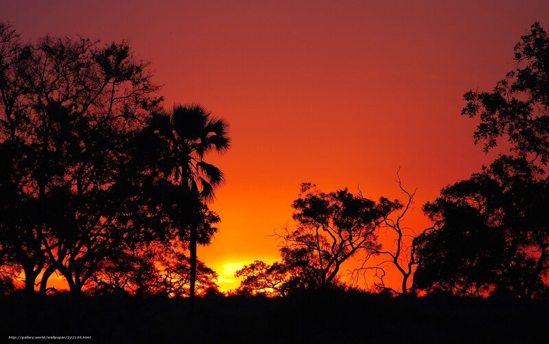 Silhouetted Trees at Sunset — Red, Dramatic, Photograph, Sky, Sun