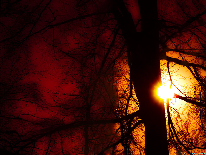 Silhouetted Trees at Sunset — Red, Dramatic, Photograph, Sun, Sky, Branches