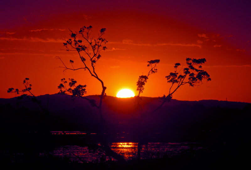 Silhouetted Trees at Sunset — Red, Dramatic, Photograph