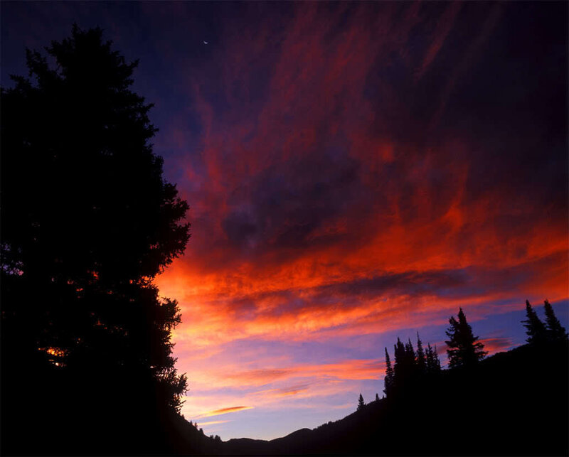 Silhouetted Trees at Sunset — Red, Dramatic