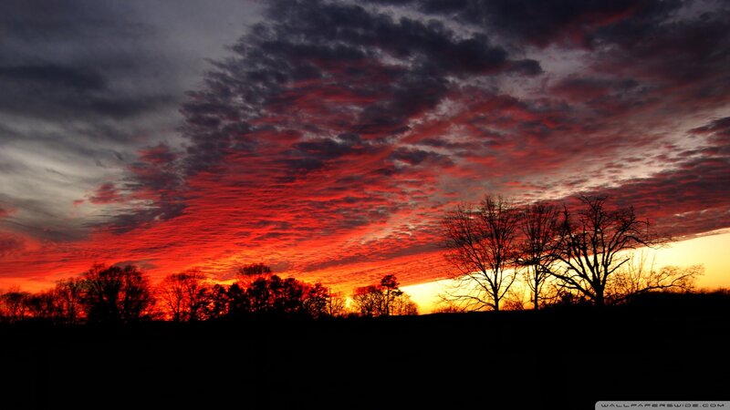 Silhouetted Trees at Sunset — Red, Orange