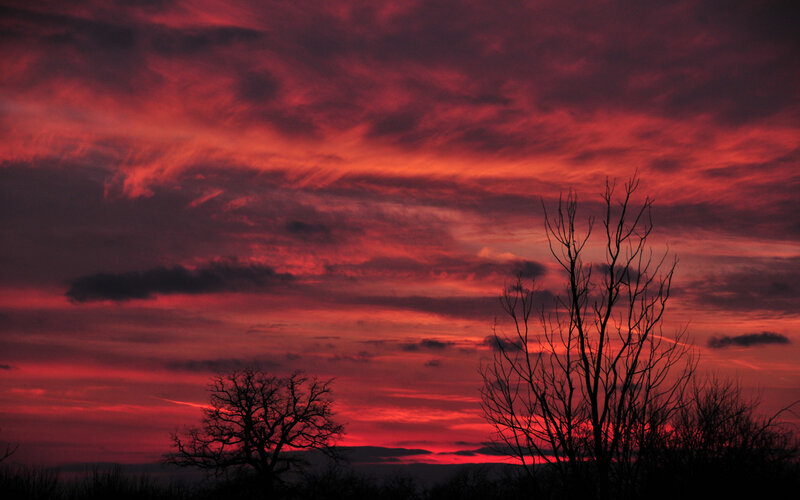 Silhouetted Trees at Sunset — Red, Purple