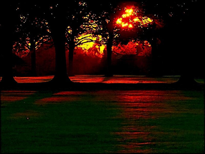 Silhouetted Trees at Sunset — Red