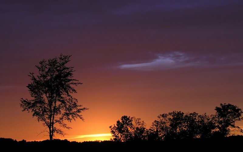 Silhouetted Trees at Sunset — Serene, Purple
