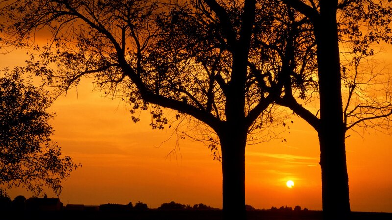 Silhouetted Trees at Sunset — Serene, Sky