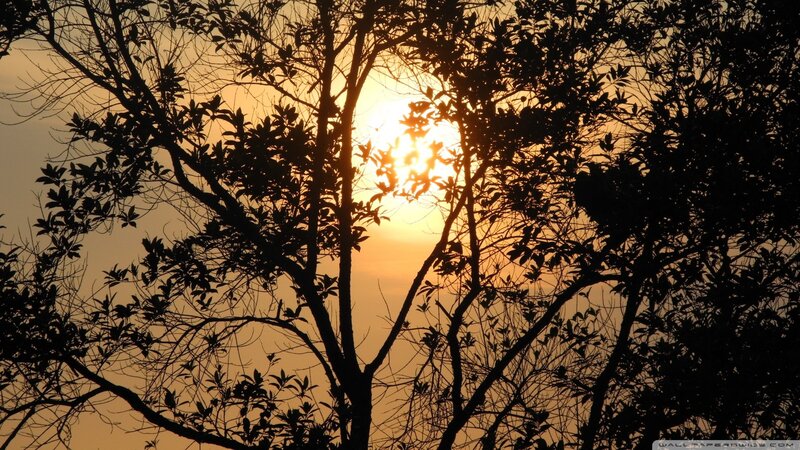 Silhouetted Trees at Sunset — Serene, Sun