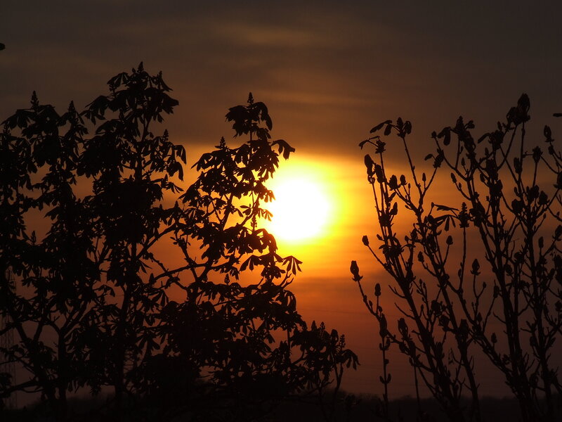 Silhouetted Trees at Sunset — Serene, Yellow