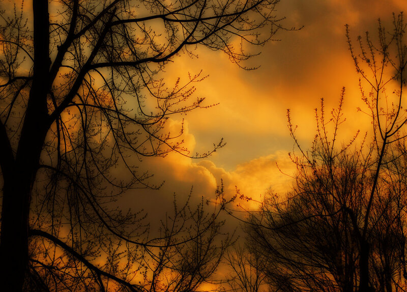 Silhouetted Trees at Sunset — Sky, Black