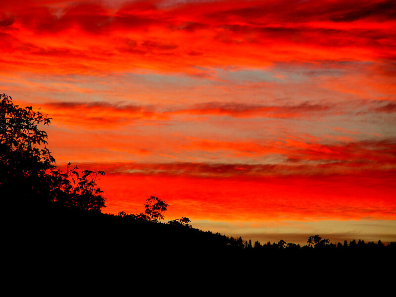 Silhouetted Trees at Sunset — Sky, Orange