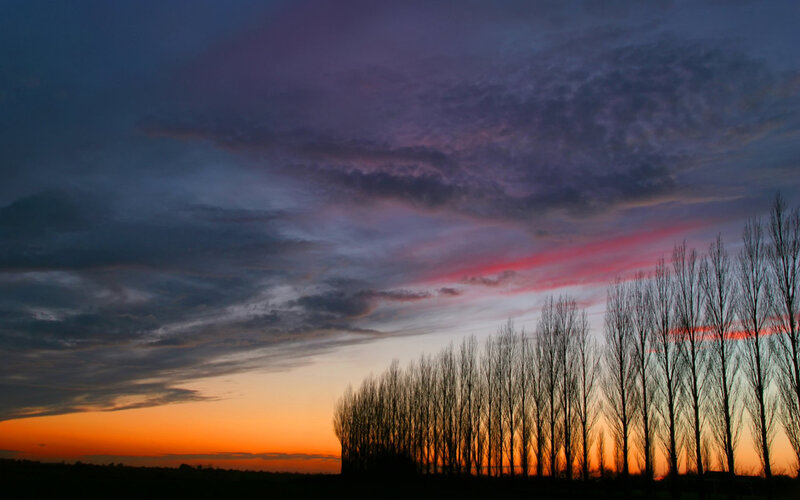 Silhouetted Trees at Sunset — Sky, Purple