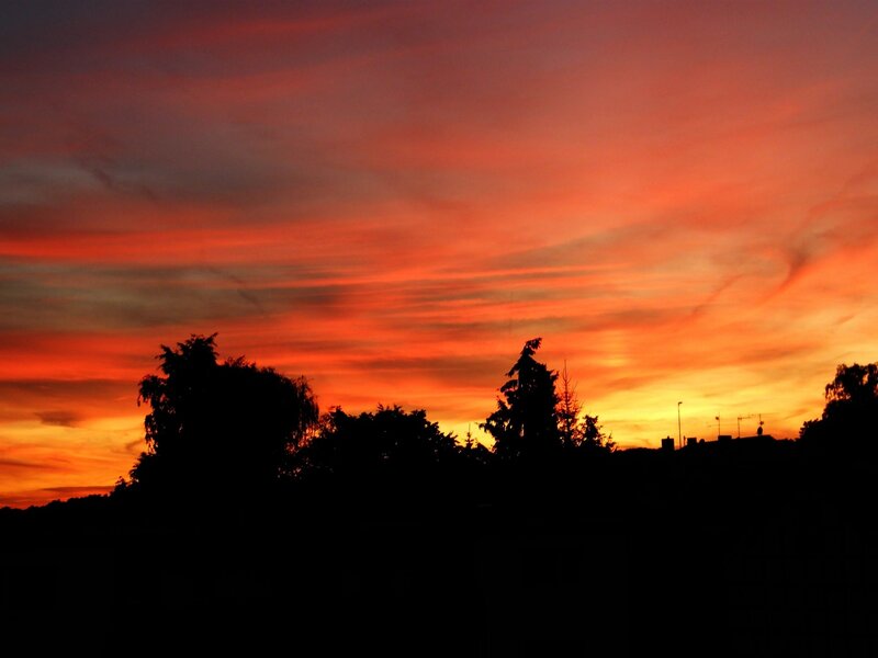 Silhouetted Trees at Sunset — Sky, Red