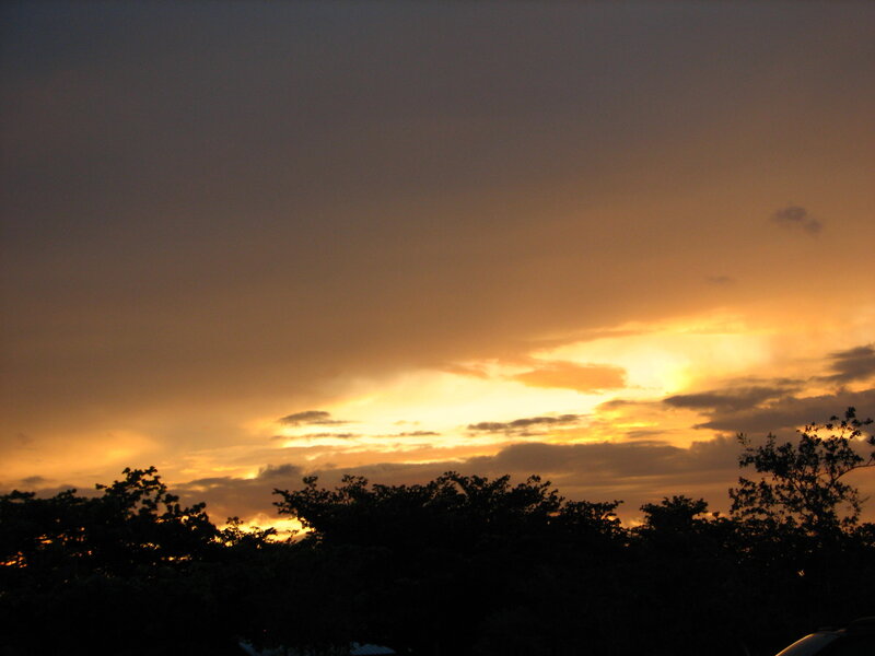 Silhouetted Trees at Sunset — Sky, Yellow