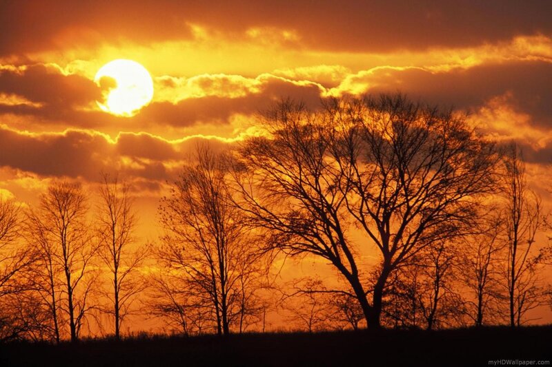 Silhouetted Trees at Sunset — Sun, Clouds