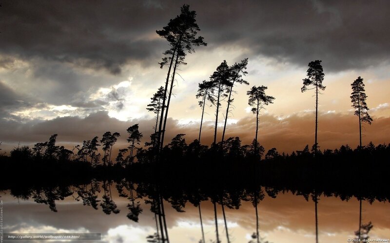 Silhouetted trees at sunset