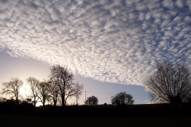 Silhouetted Trees at Sunset — White