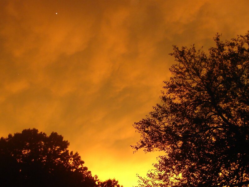Silhouetted Trees at Sunset — Yellow, Black