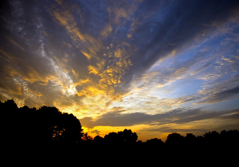 Silhouetted Trees at Sunset — Yellow, Clouds