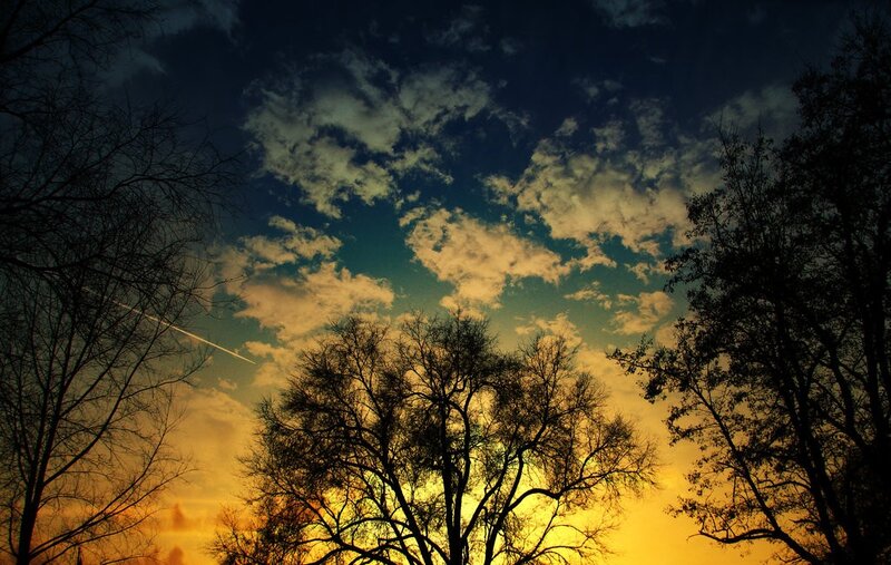 Silhouetted Trees at Sunset — Yellow, Dramatic, Photograph, Clouds, Sky, Blue