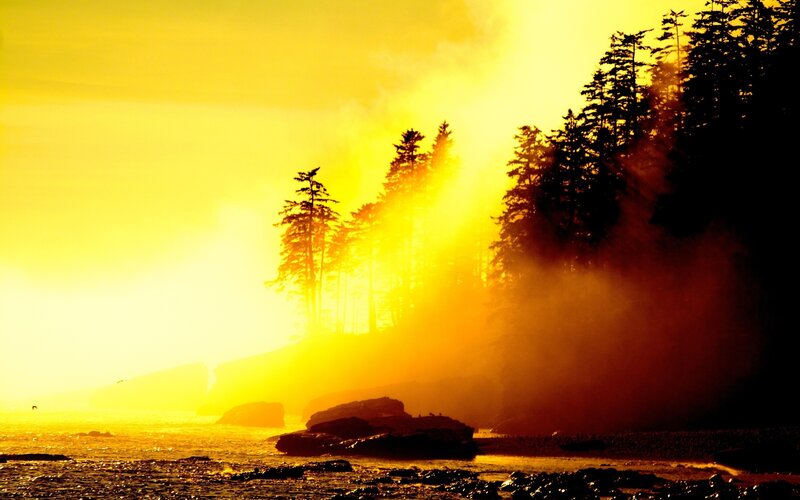 Silhouetted Trees at Sunset — Yellow, Dramatic, Photograph, Ocean