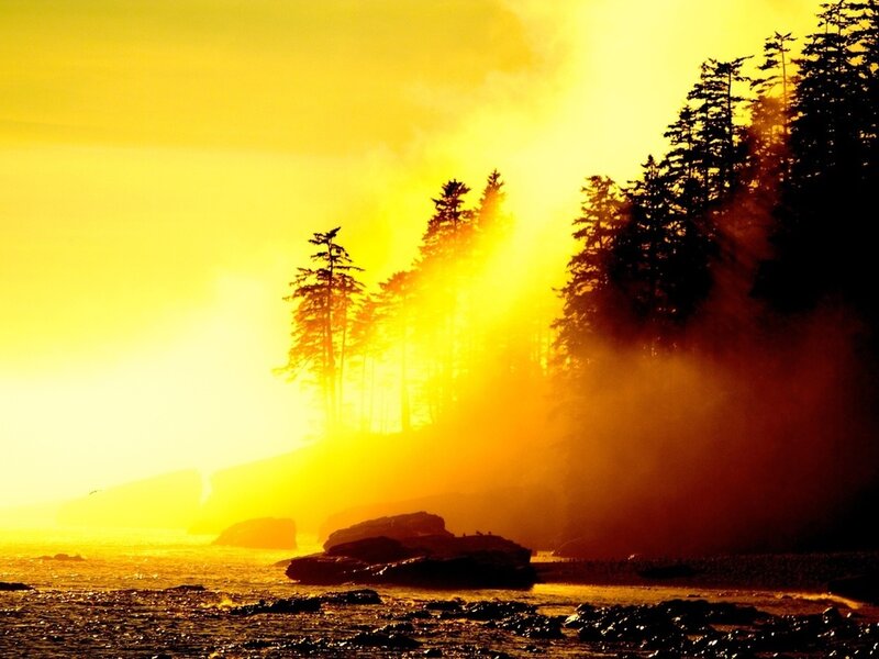 Silhouetted Trees at Sunset — Yellow, Dramatic, Photograph, Rocks