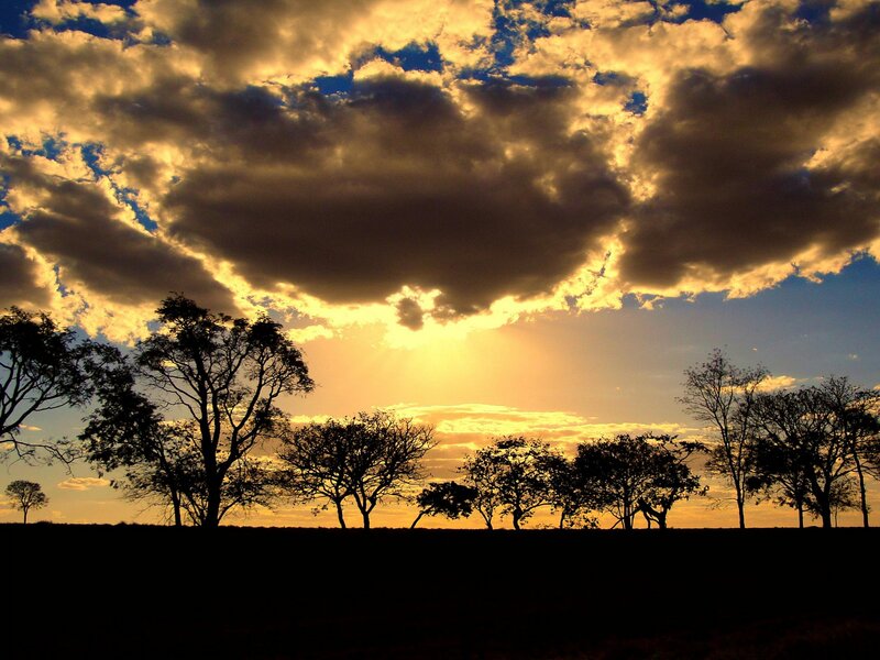 Silhouetted Trees at Sunset — Yellow, Dramatic, Photograph, Sky, Clouds, Blue, Black