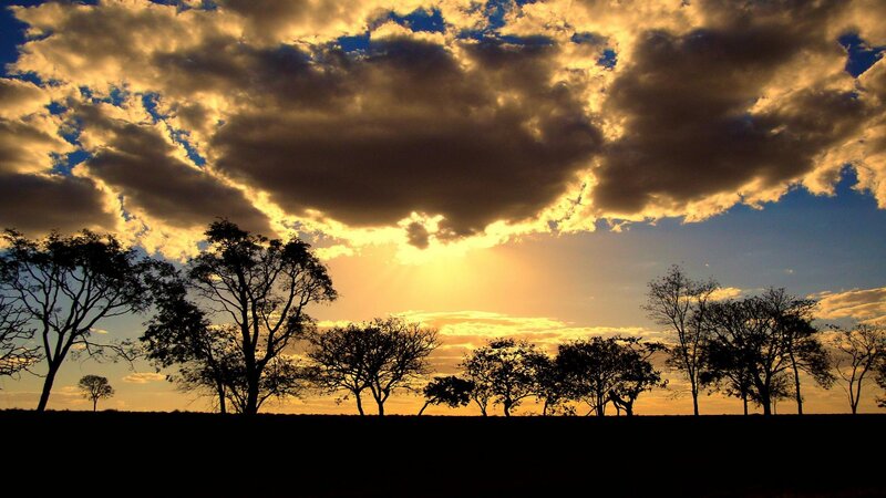 Silhouetted Trees at Sunset — Yellow, Dramatic, Photograph, Sky, Clouds, Blue