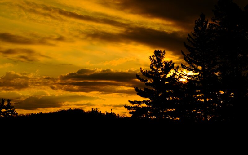 Silhouetted Trees at Sunset — Yellow, Dramatic, Photograph, Sky, Clouds, Sun
