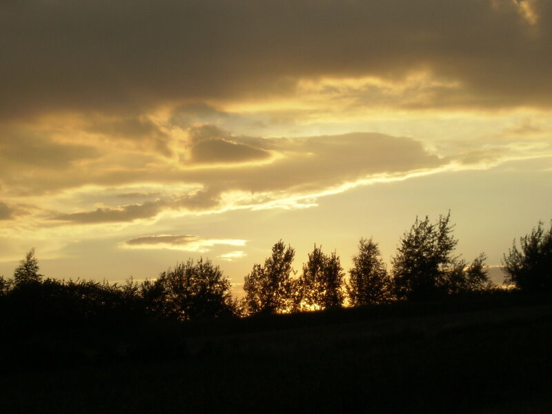 Silhouetted Trees at Sunset — Yellow, Dramatic, Photograph, Sky, Clouds