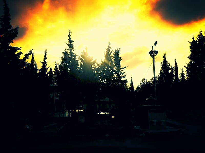Silhouetted Trees at Sunset — Yellow, Dramatic, Photograph, Sky, Streetlight