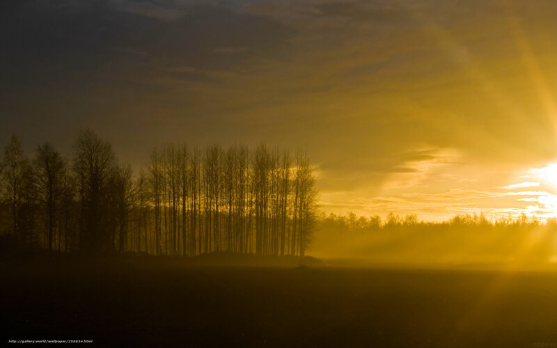 Silhouetted Trees at Sunset — Yellow, Dramatic, Photograph, Sky, Sun