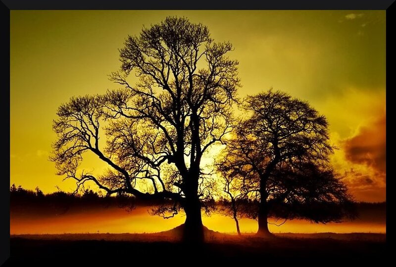 Silhouetted Trees at Sunset — Yellow, Dramatic, Photograph, Sky