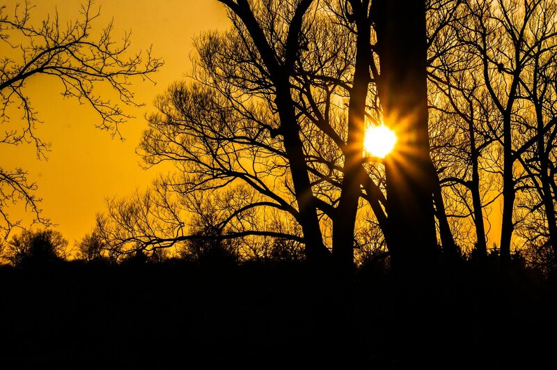 Silhouetted Trees at Sunset — Yellow, Dramatic, Photograph, Sun