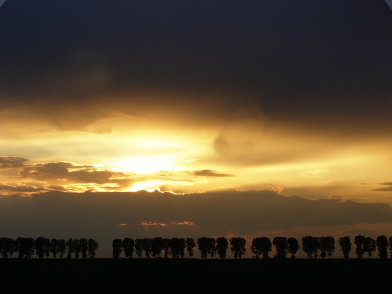 Silhouetted Trees at Sunset — Yellow, Dramatic, Photograph