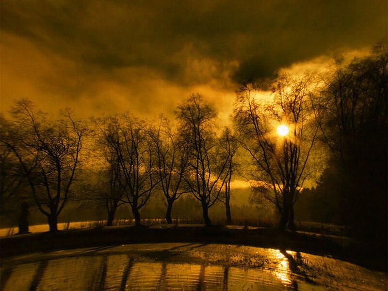 Silhouetted Trees at Sunset — Yellow, Dramatic