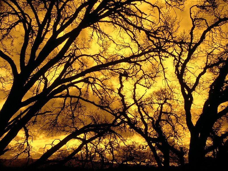 Silhouetted Trees at Sunset — Yellow, Photograph