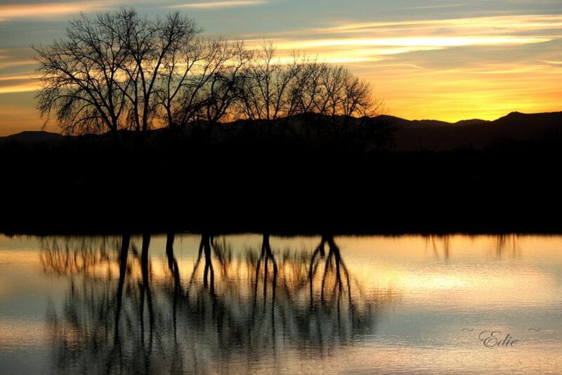 Silhouetted Trees at Sunset — Yellow, Serene, Photograph, Mountains