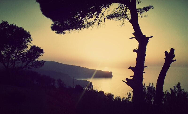 Silhouetted Trees at Sunset — Yellow, Serene, Photograph, Sea