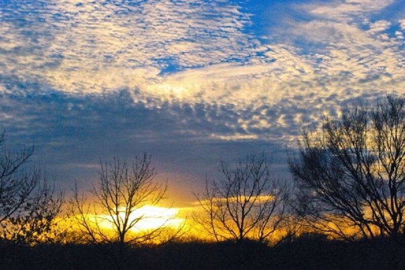 Silhouetted Trees at Sunset — Yellow, Serene, Photograph, Sky, Clouds