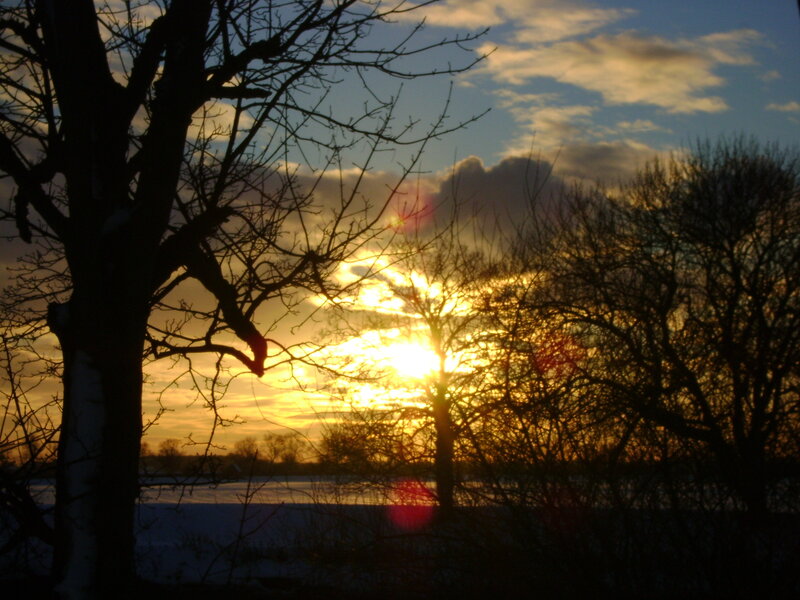 Silhouetted Trees at Sunset — Yellow, Serene, Photograph, Sky
