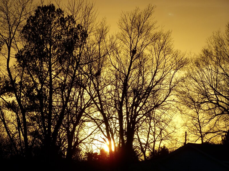 Silhouetted Trees at Sunset — Yellow, Serene, Photograph, Sun, Sky, Roof
