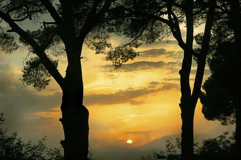 Silhouetted Trees at Sunset — Yellow, Serene, Photograph, Sun