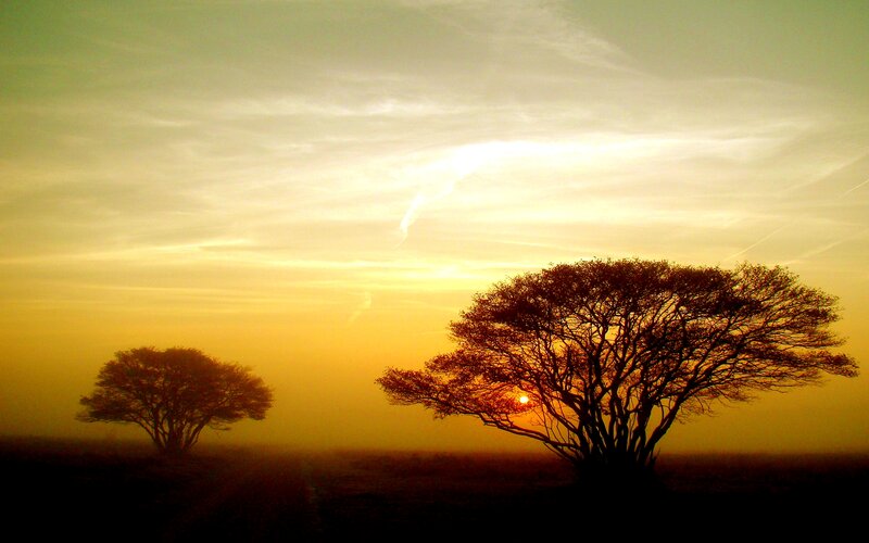 Silhouetted Trees at Sunset — Yellow, Serene, Photograph
