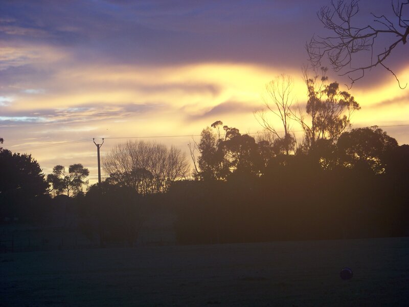 Silhouetted Trees at Sunset — Yellow, Serene