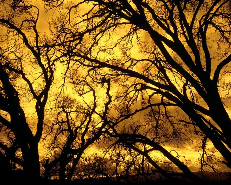 Silhouetted Trees at Sunset — Yellow, Sky
