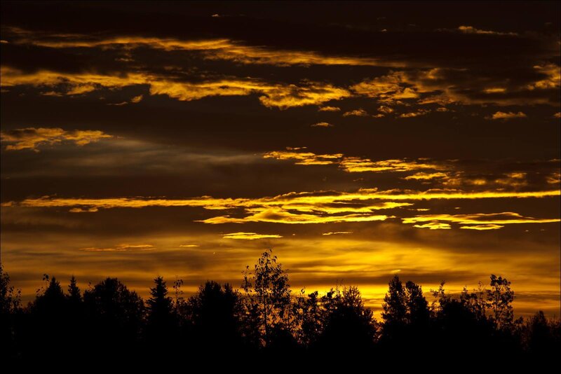Silhouetted Trees at Sunset — Yellow