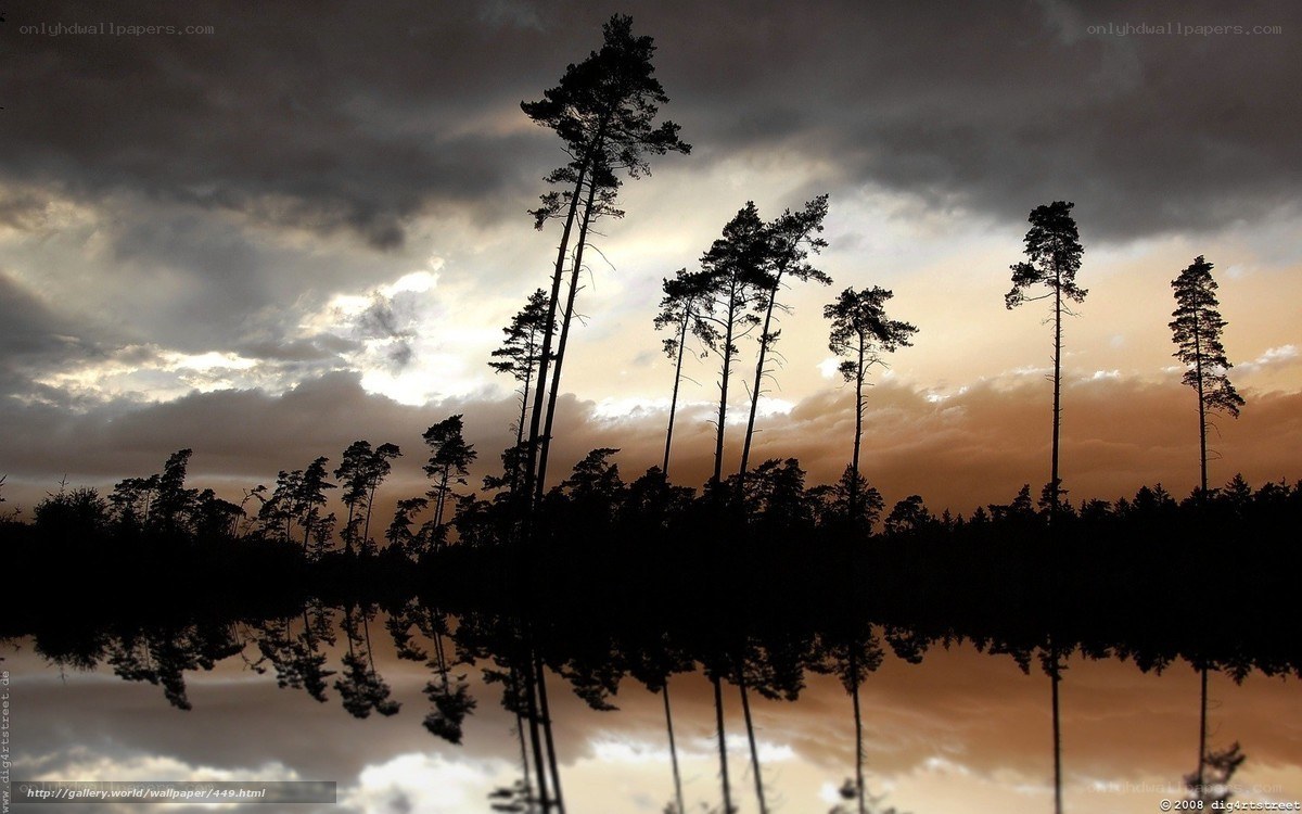 Silhouetted trees at sunset