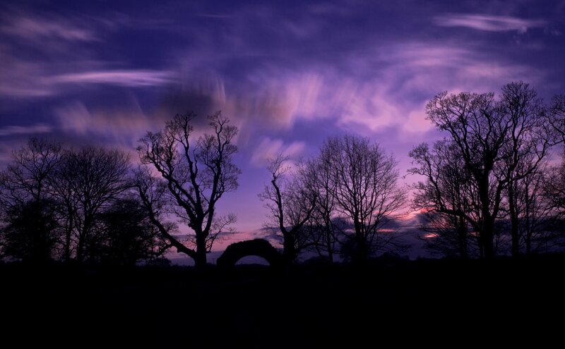 Silhouetted trees at twilight