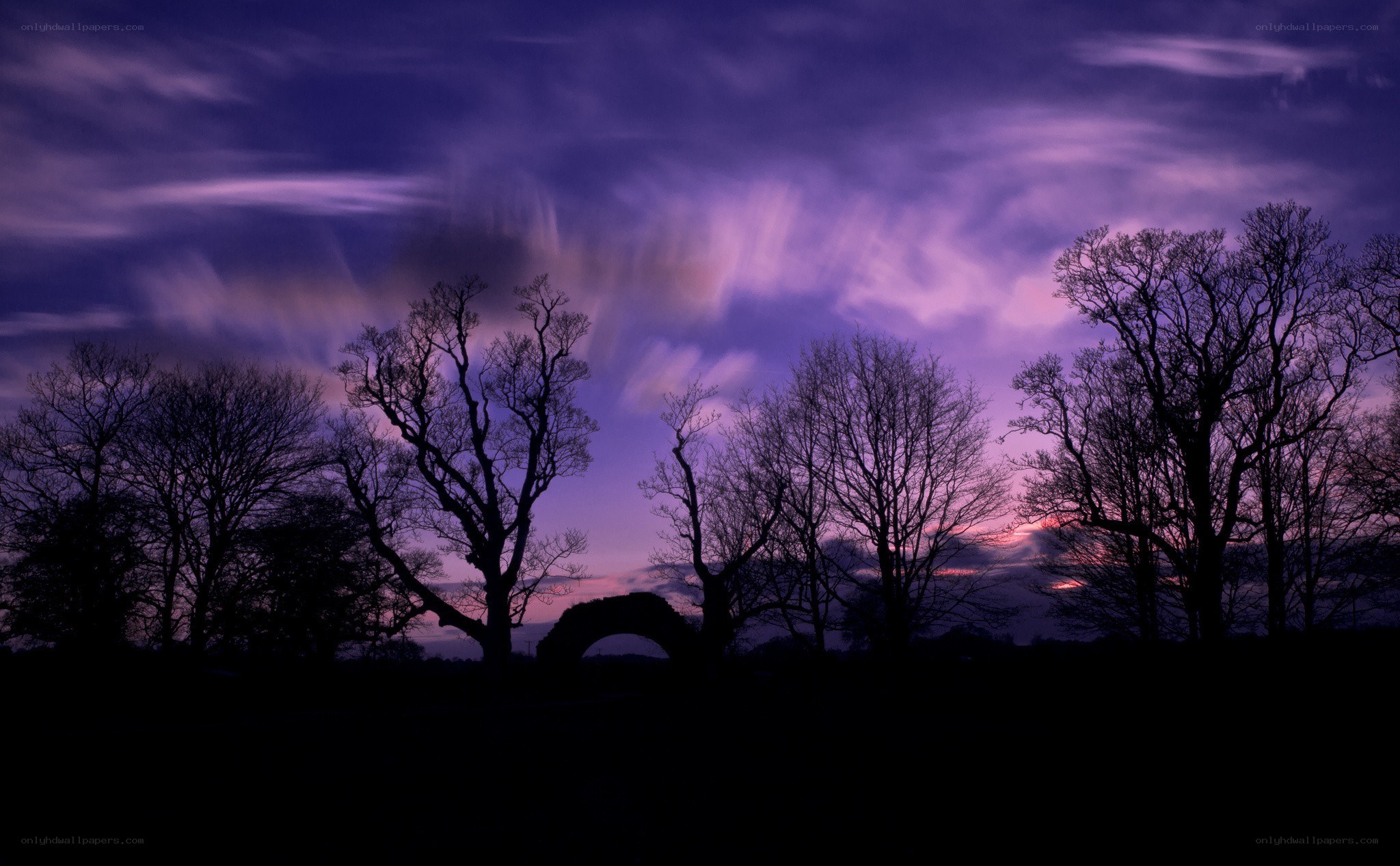 Silhouetted trees at twilight