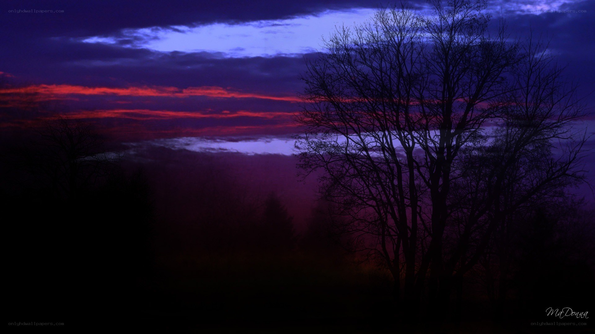 Silhouetted trees at twilight