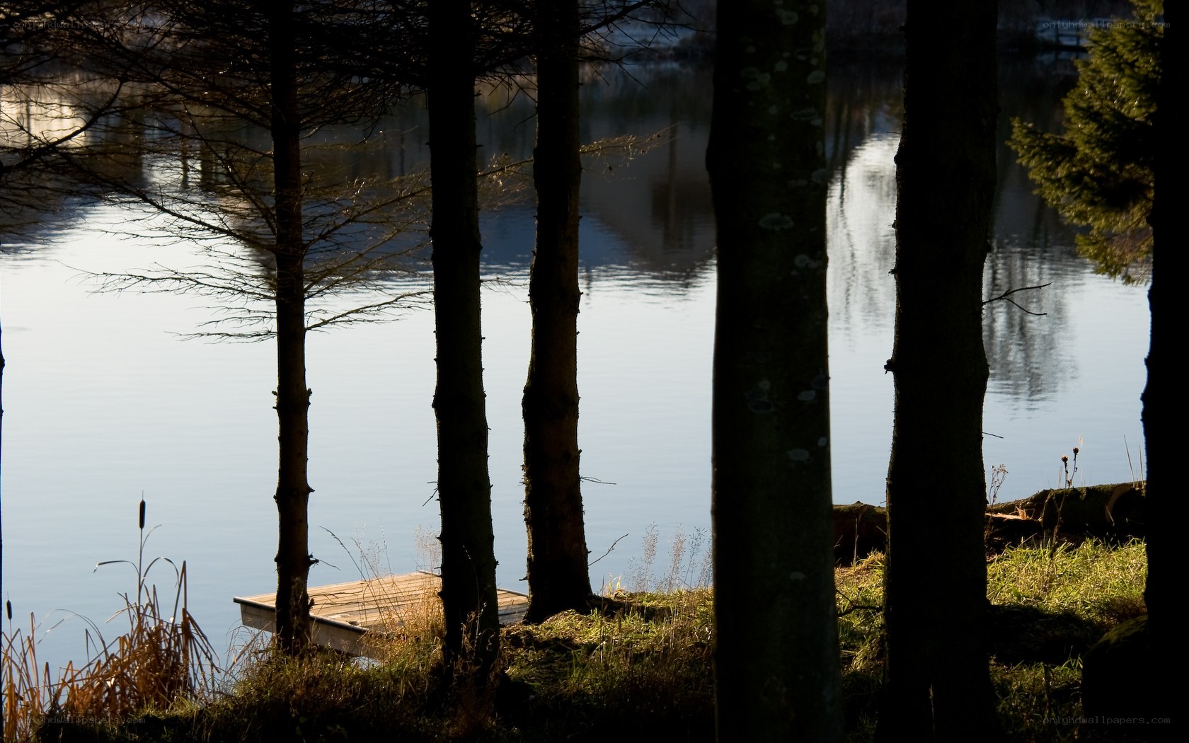 Silhouetted trees by a lake